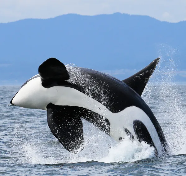 Classic Whale Watch Boat Tour from Friday Harbor