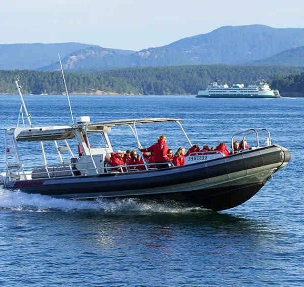 Adventure Whale Tour from Friday Harbor