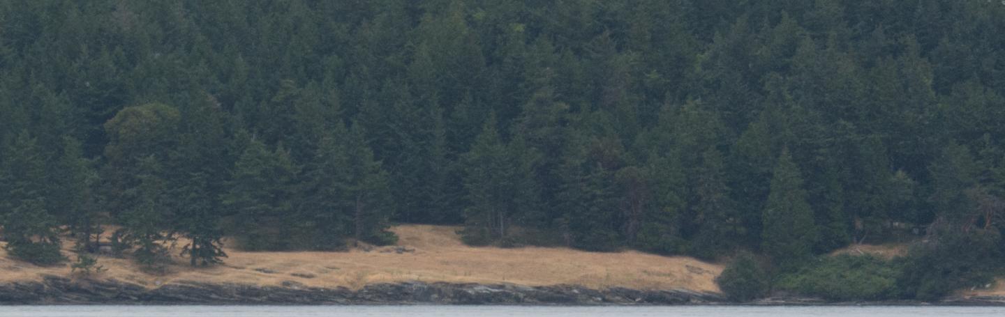 Transient killer whales