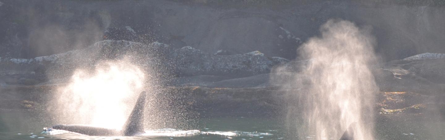 Killer whales surfacing