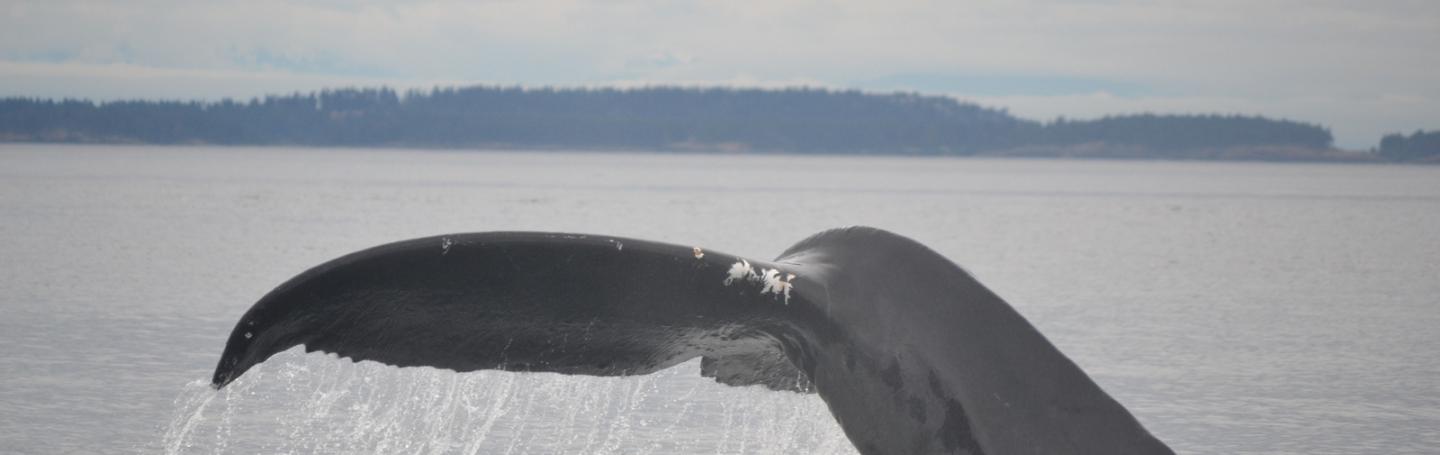 Humpback whale surfacing
