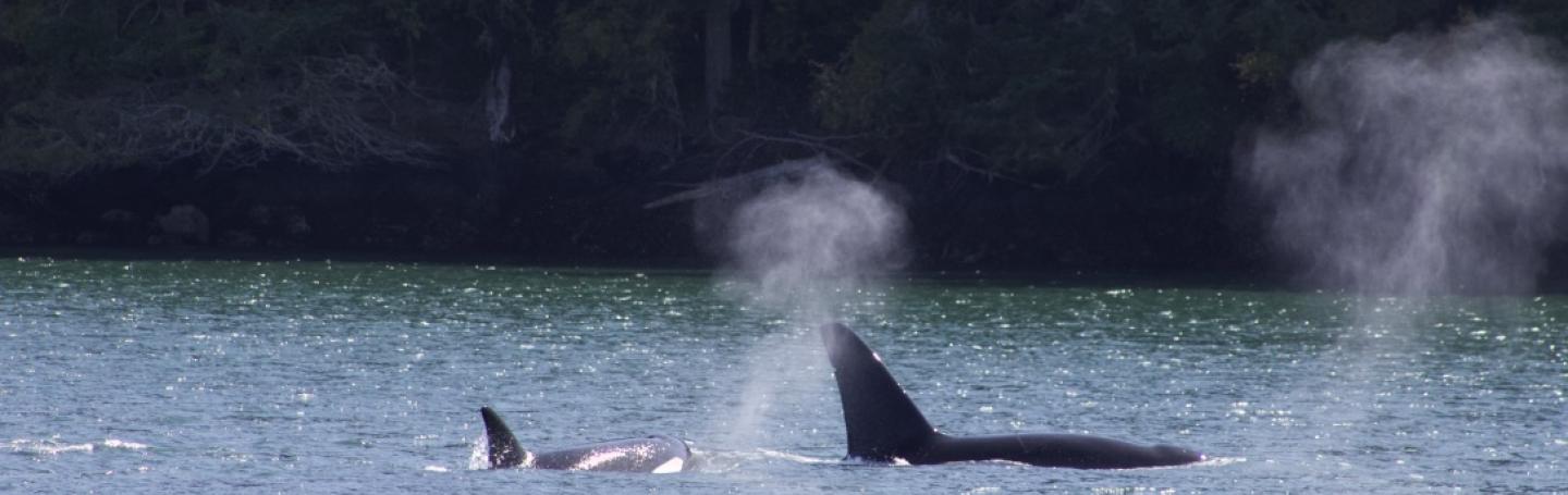 Transient Killer Whales in the San Juan Islands; PC: Frederick Dowell