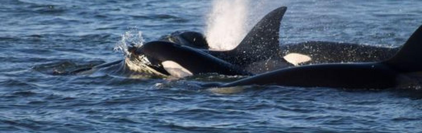 Bigg's Killer Whales in the San Juan Islands