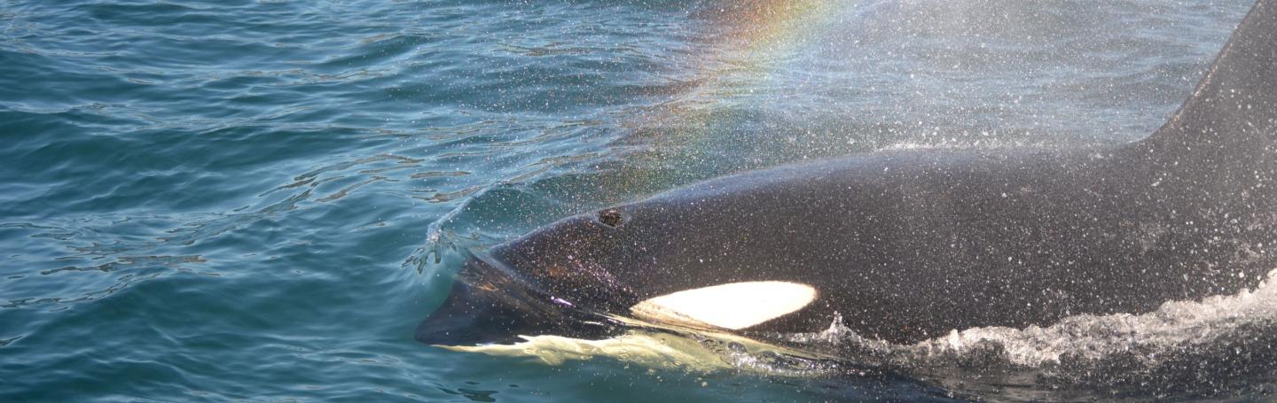 San Juan Island Killer Whale