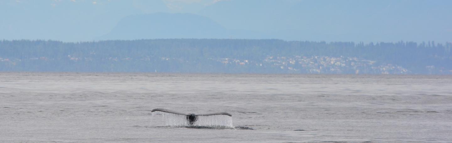 A humpback whale dives near Saturna Island