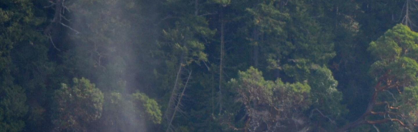 Humpback Whale Outside Roche Harbor!