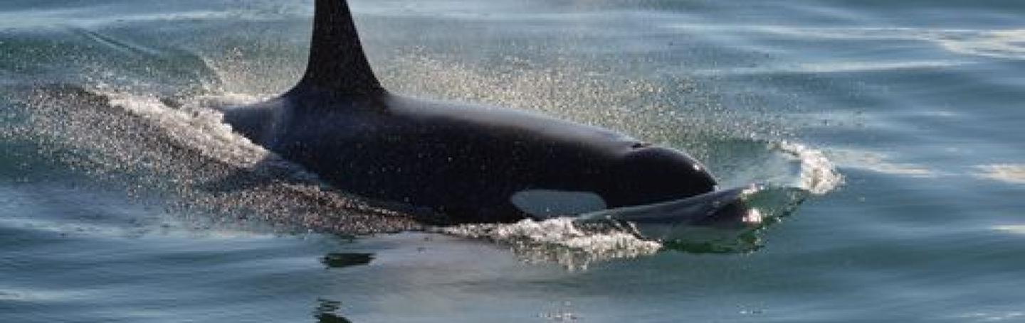 Southern Resident Killer Whales in Haro Strait