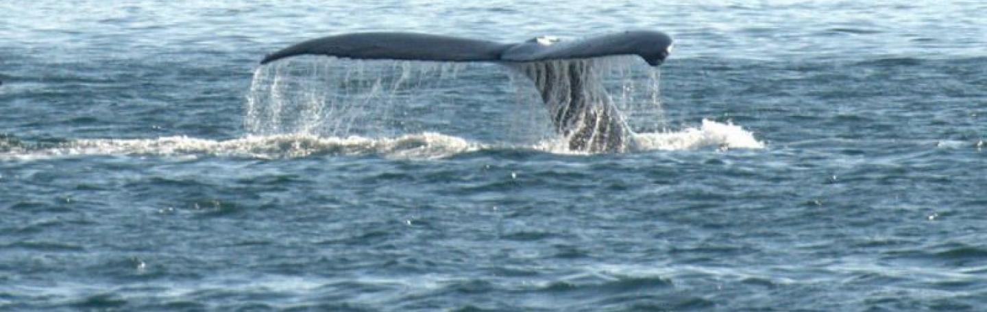 Humpback Whales Feeding in the Strait of Georgia