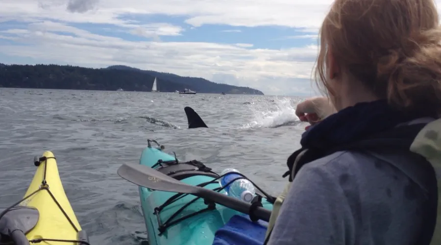 Orca Search by Kayak