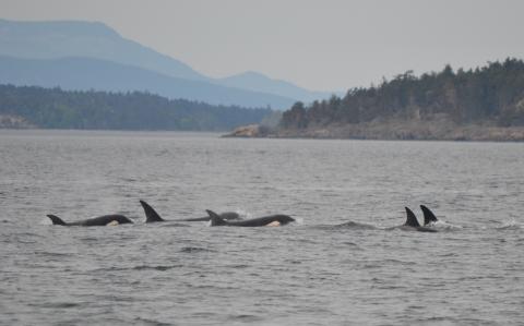 Transient Killer Whales