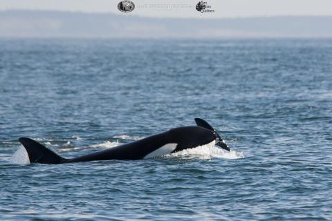 A Transient (Mammal-Eating) Orca