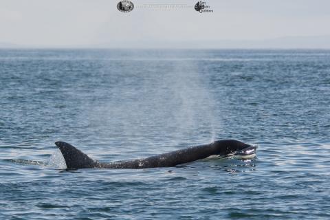 Killer whale surfacing in the San Juans