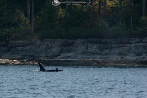 Killer whales in the San Juans