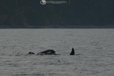 Orcas: T002C4 with T002C