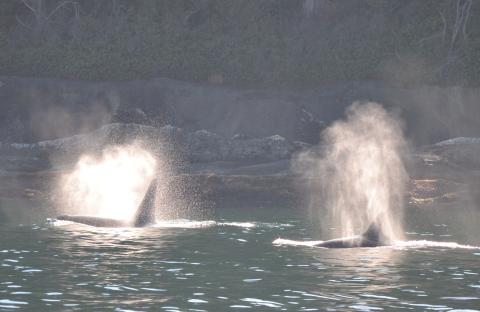 Killer whales surfacing