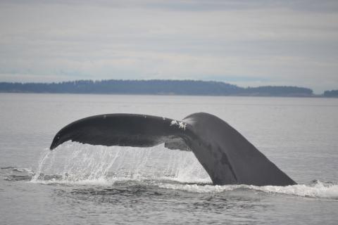 Humpback whale surfacing