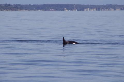 Bigg's Killer Whales near White Rock