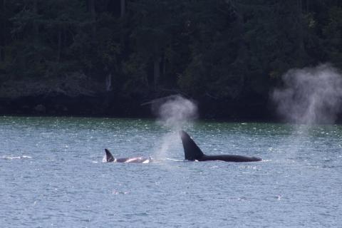 Transient Killer Whales in the San Juan Islands; PC: Frederick Dowell