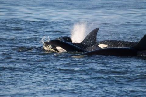 Bigg's Killer Whales in the San Juan Islands