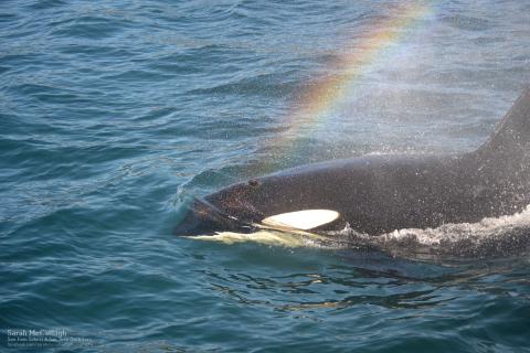 San Juan Island Killer Whale