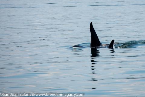 J Pod on the West Side of San Juan Island