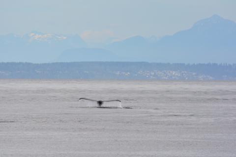 A humpback whale dives near Saturna Island