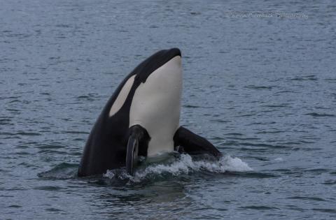 Seattle Orca Whale Watching in San Juan Island