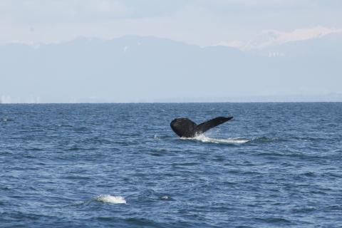 Humpback Whale