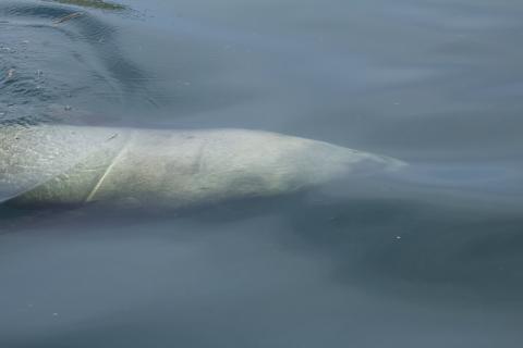 Steller Sea Lion Swimming