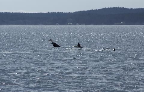 Bigg's Orcas