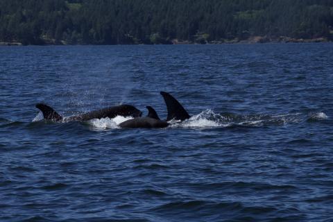 Bigg's Orcas