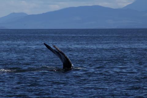 Humpback Whale