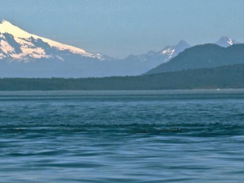 Gray Whale in the Salish Sea