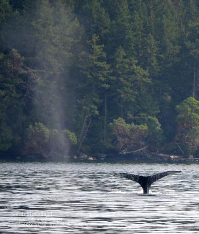 Humpback Whale Outside Roche Harbor!