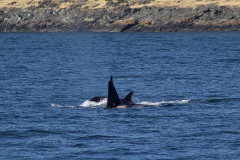 Transient Orcas