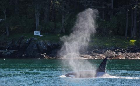 Bigg's Killer Whales near Stuart Island