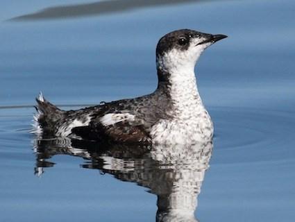 An Endangered Marbled Murrelet (Photo by Robin Corcoran)