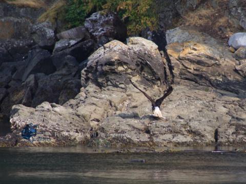 Bald Eagle with salmon