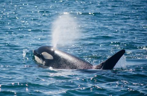 Sprouting male killer whale