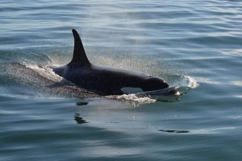 Southern Resident Killer Whales in Haro Strait