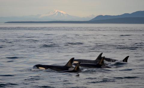 Bigg's Killer Whales in the Haro Strait