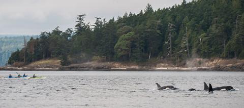 San Juan Outfitters in the San Juan Islands