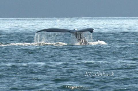 Humpback Whales Feeding in the Strait of Georgia