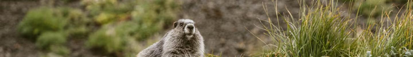 Olympic Marmot