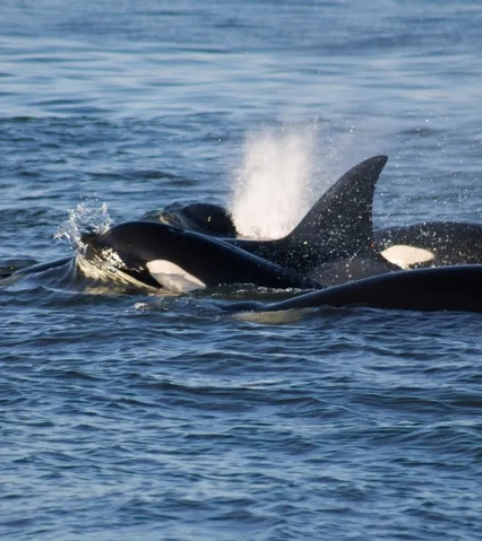Conservation Efforts for Orca Whales
